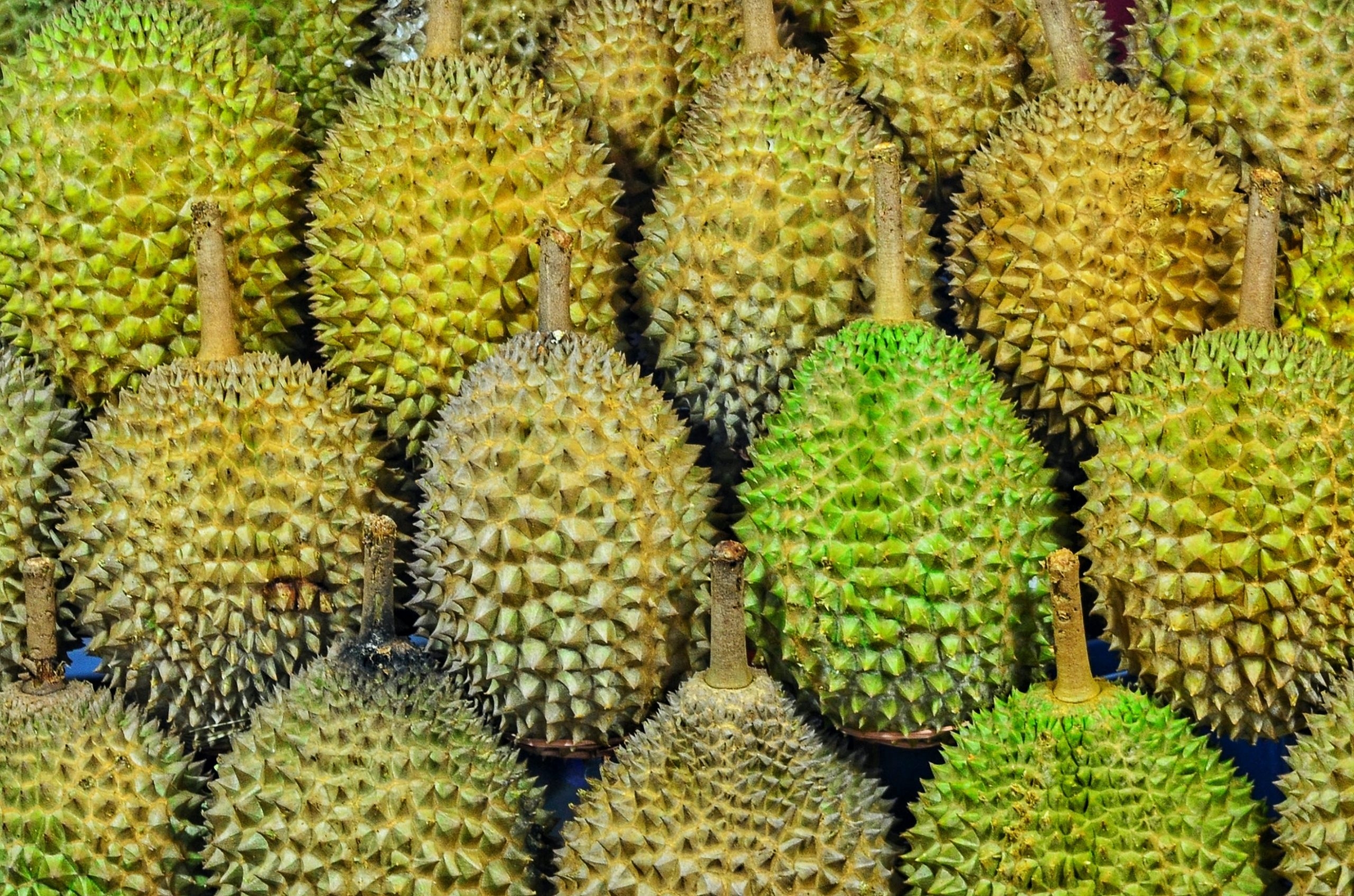 find fruit name by picture