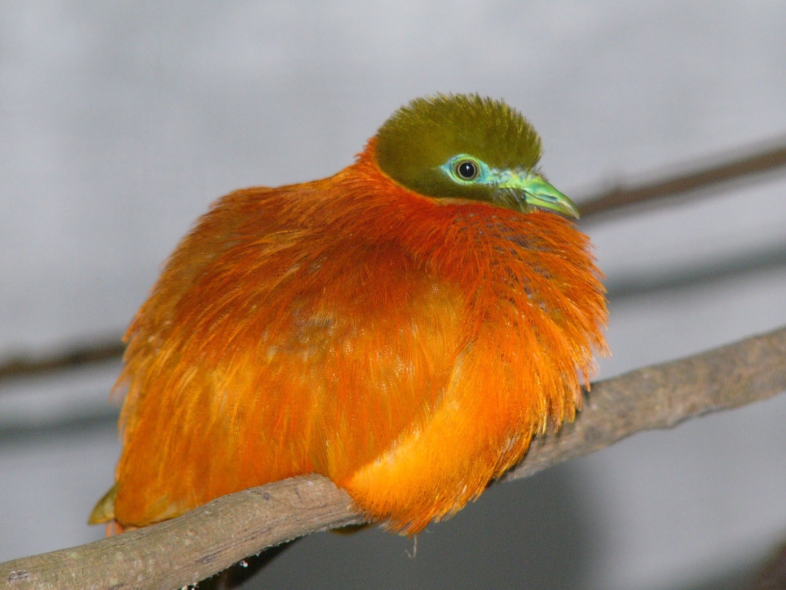 The Online Zoo Orange Fruit Dove