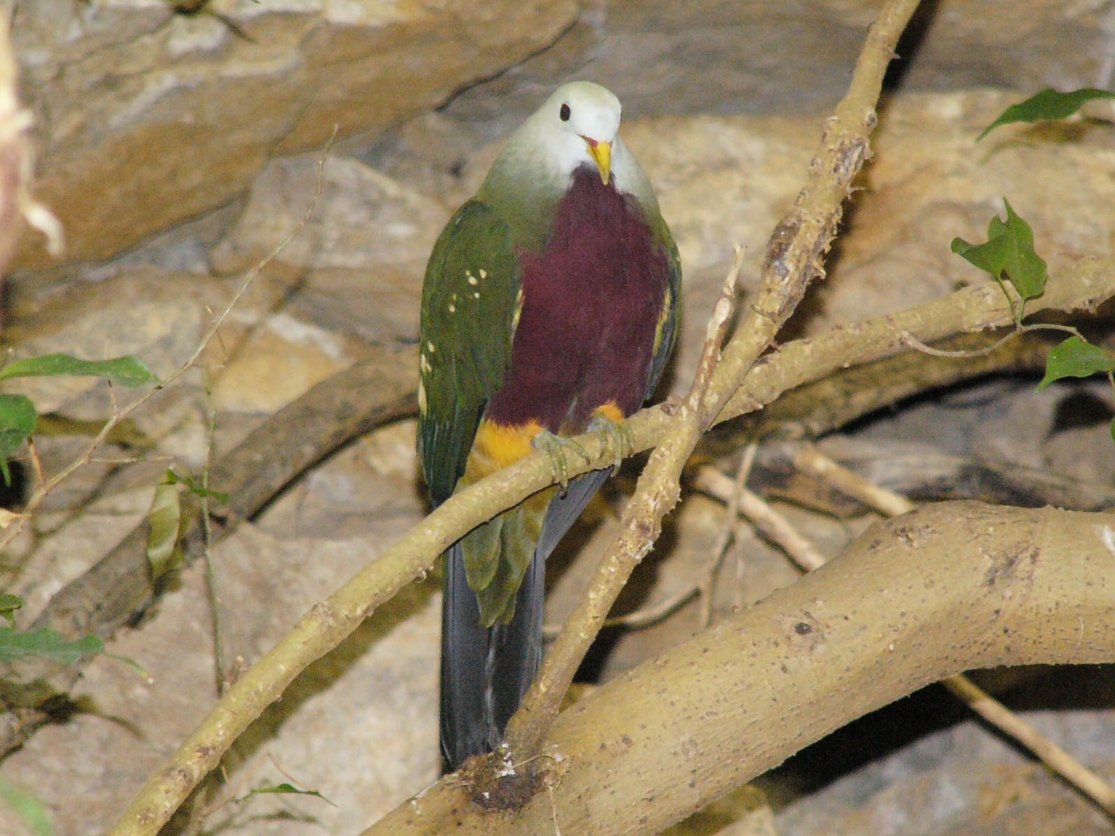 The Online Zoo Wompoo Fruit Dove