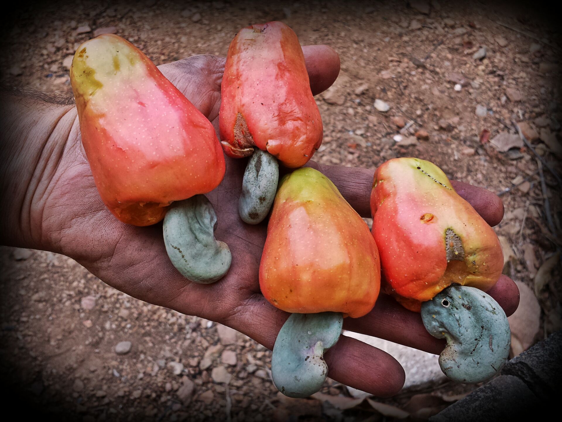 caju fruit picture