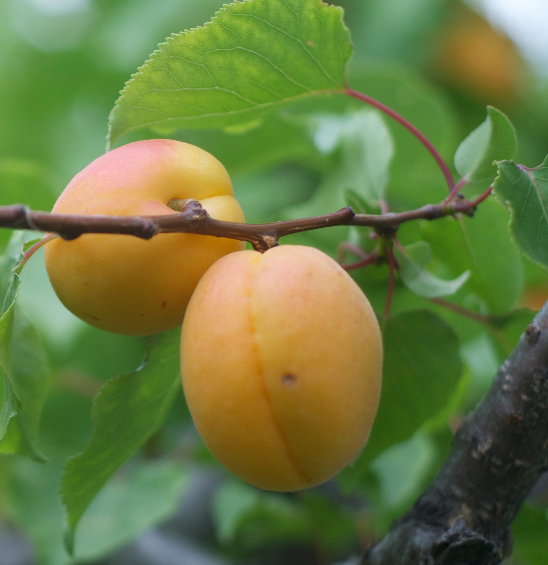 Tilton Apricot Tree Fruit Trees Ison 39 s Nursery Vineyard
