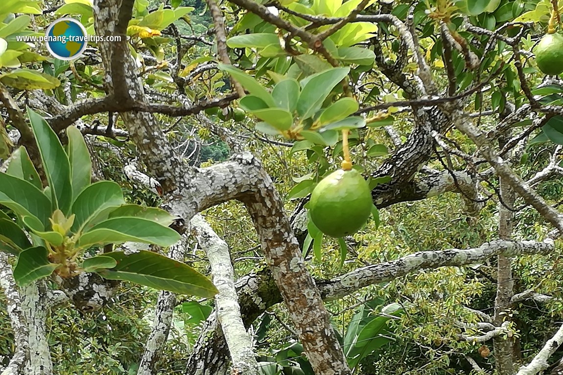 fruit farm pictures