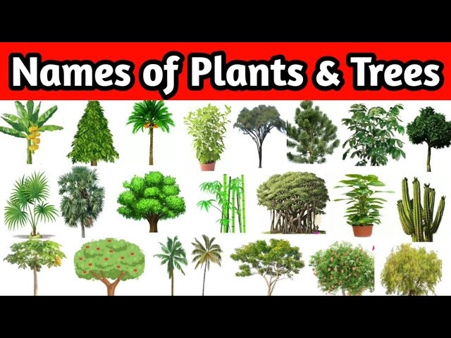 Types Of Plants Pictures And Names Infoupdate