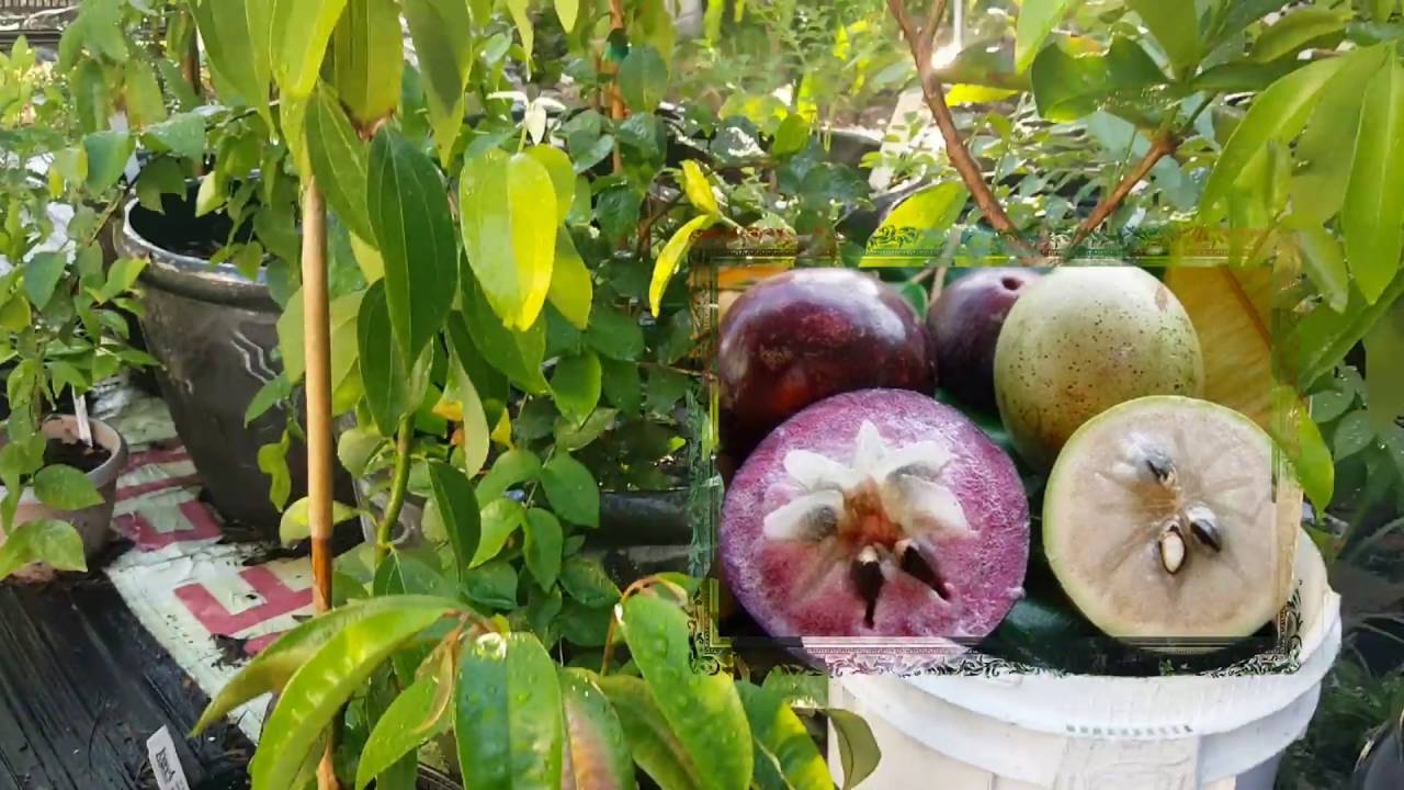 Unique Fruit The Exotic Fruit Trees