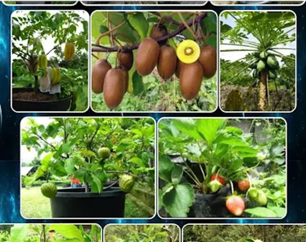 Various Fruit Plants For Android Download