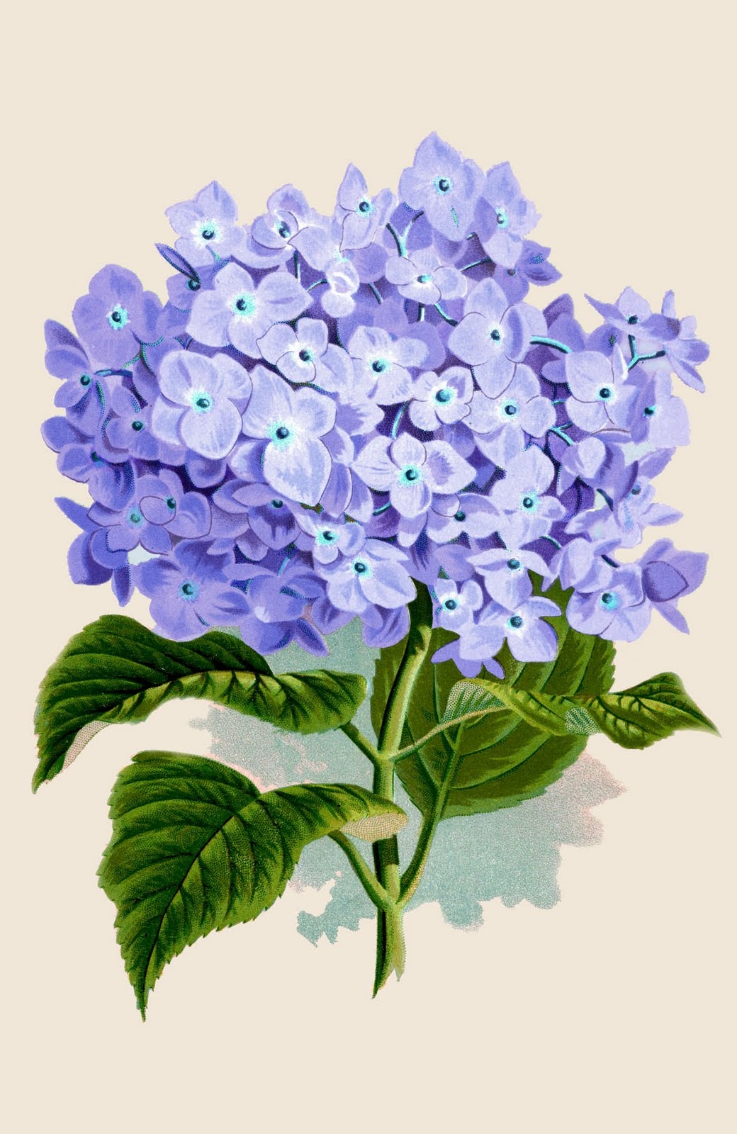 Vintage Printable Instant Art Amazing Purple Hydrangea The Graphics 