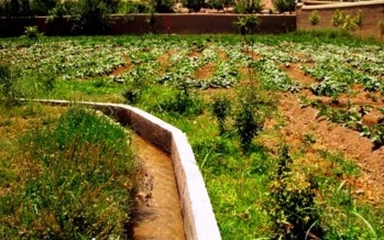 Wadsam Afghanistan Fruits Archives Wadsam