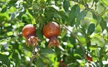Wadsam Afghanistan Fruits Archives Wadsam