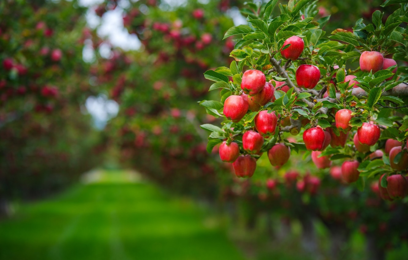 a picture of a tree with fruits