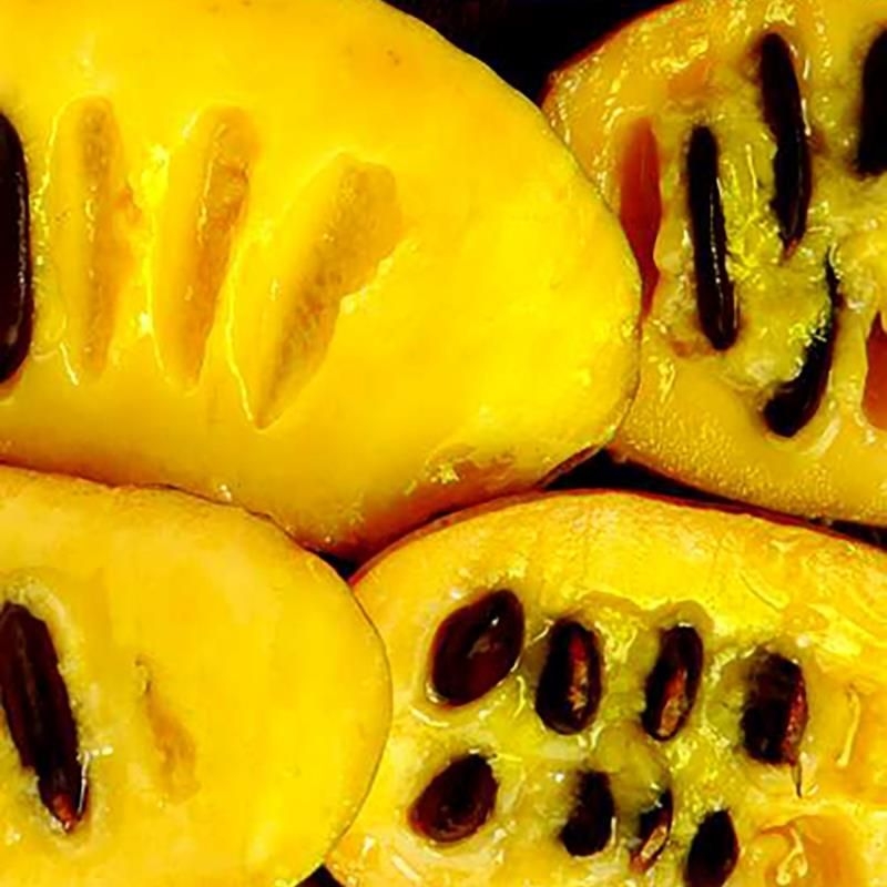 picture of a pawpaw fruit