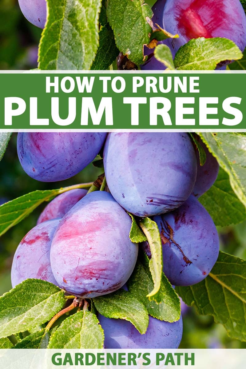 how to prune fruit trees with pictures