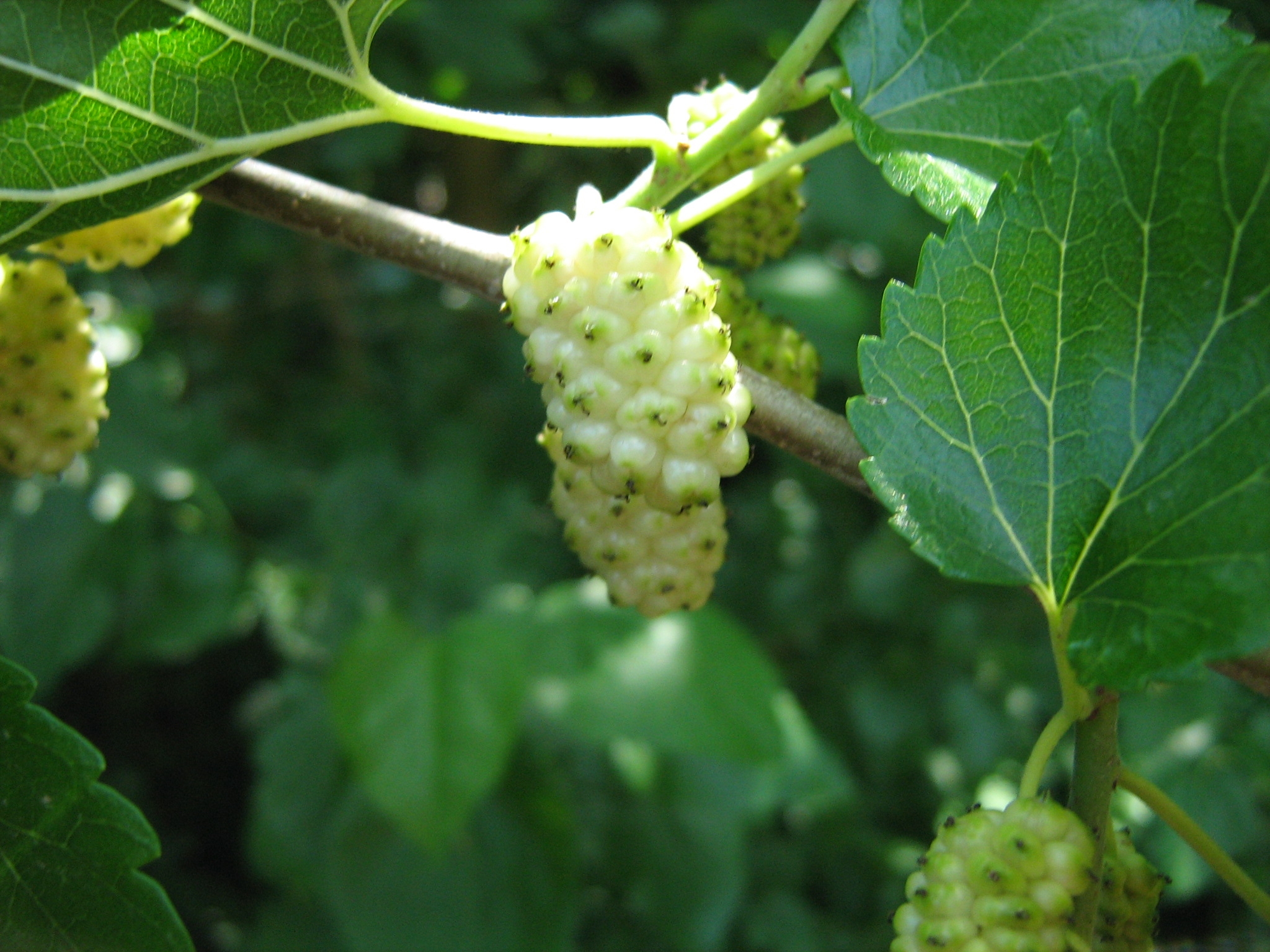 White Mulberry Tree 90mm Pots quot Grants White quot 