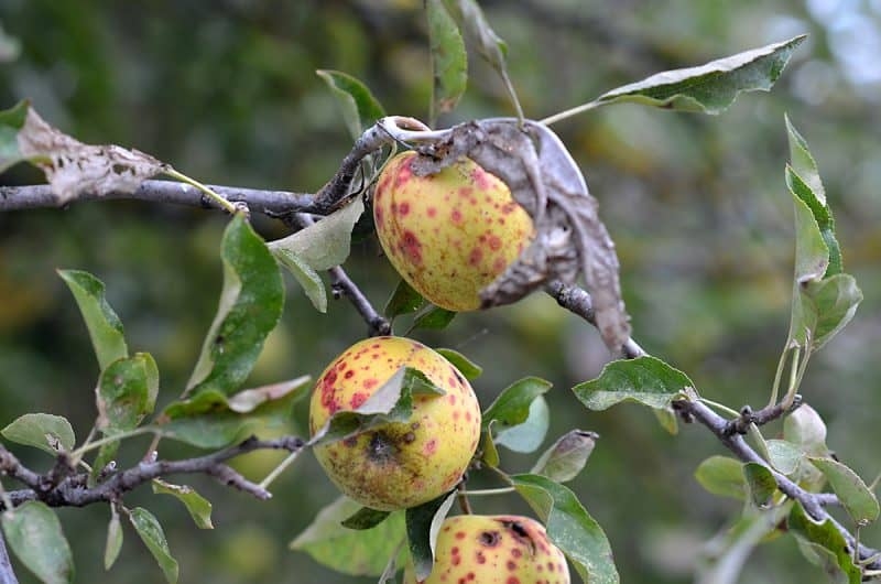 Why Is My Fruit Tree Dying Common Fruit Tree Pests And Diseases
