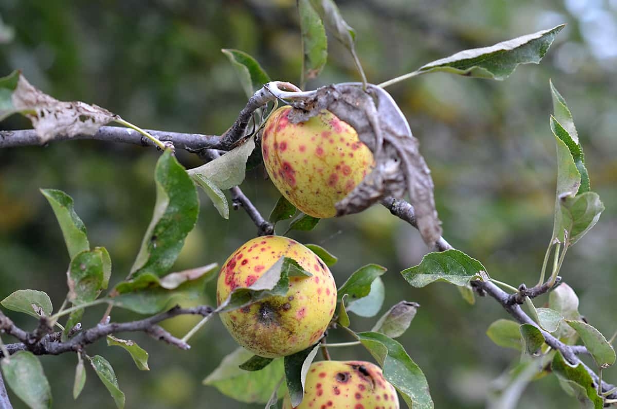 Why Is My Fruit Tree Dying Common Fruit Tree Pests And Diseases