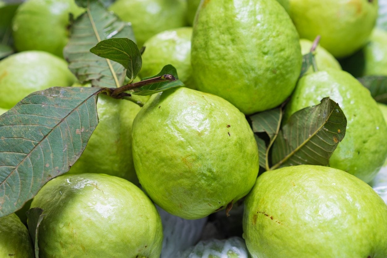 Why Is My Guava Tree Not Fruiting How To Get Guava Trees To Fruit