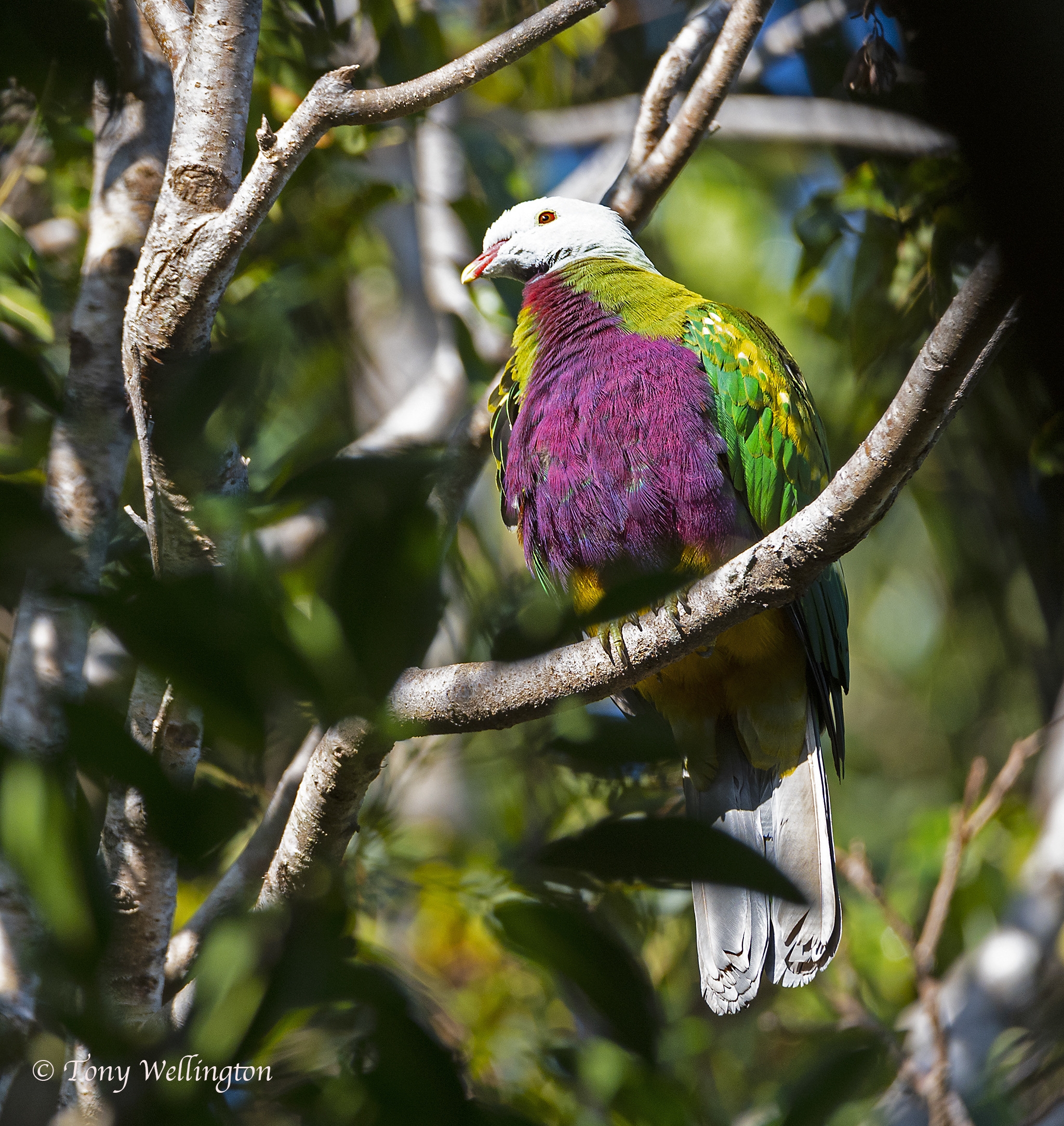Wompoo Fruit Dove 4562 Eumundi Online Mag