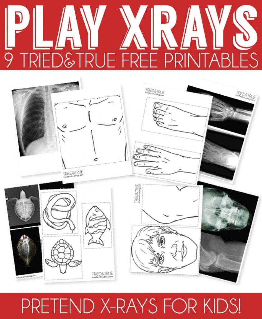 free printable animal x ray pictures