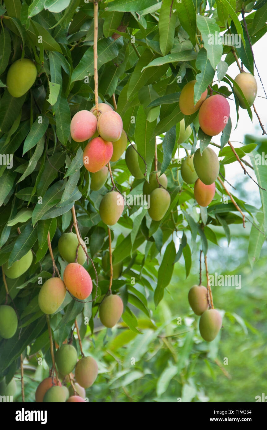 Yellow Mango Fruit On Tree
