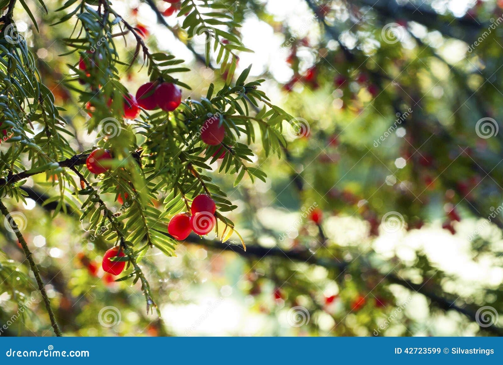 non edible fruits pictures