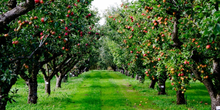 Zone 7 Fruit Trees Archives GFL Outdoors