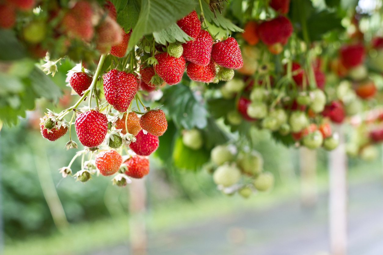 10 High Yield Fruit Plants Perfect For Small Gardens Food 