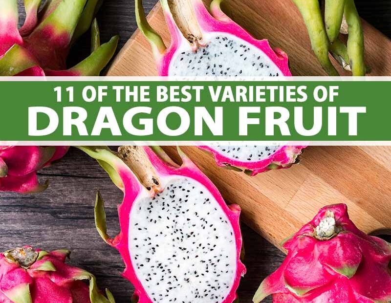 11 Of The Best Dragon Fruit Pitaya Cultivars Gardener s Path