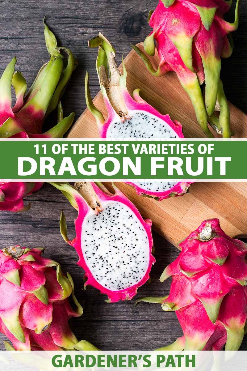 11 Of The Best Dragon Fruit Pitaya Cultivars Gardener s Path