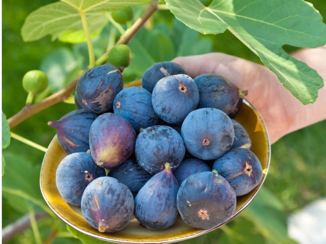18 Fantastic Fig Tree Varieties To Grow At Home Homestead And Chill