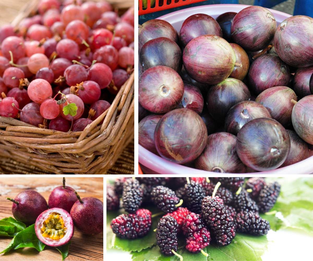 purple fruit names and pictures