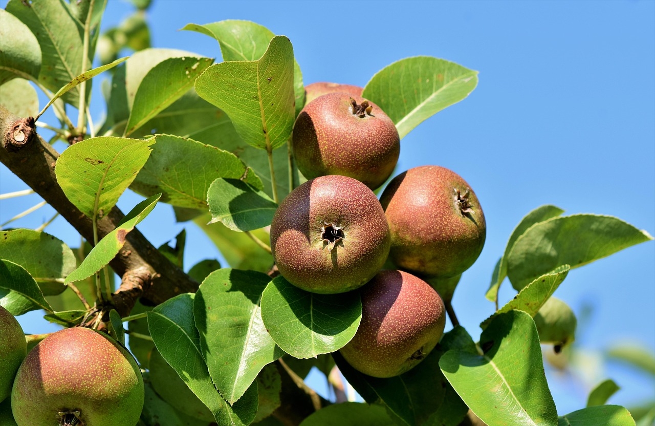 200 000 Free Apple Tree U0026 Apple Images Pixabay