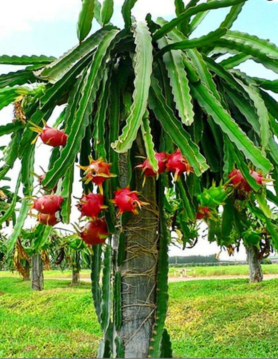 4 6 Pot Of Dragon Fruit Plant Hylocereus Pitaya Rare Cultivars Cactus Etsy