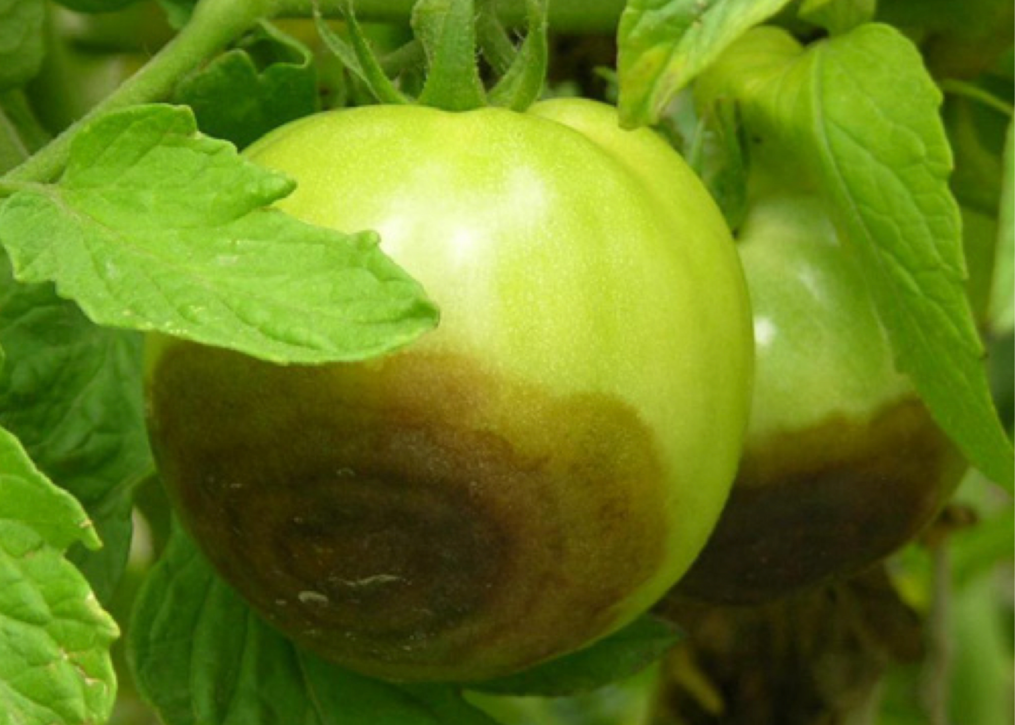 4 Common Tomato Diseases Mississippi State University Extension 