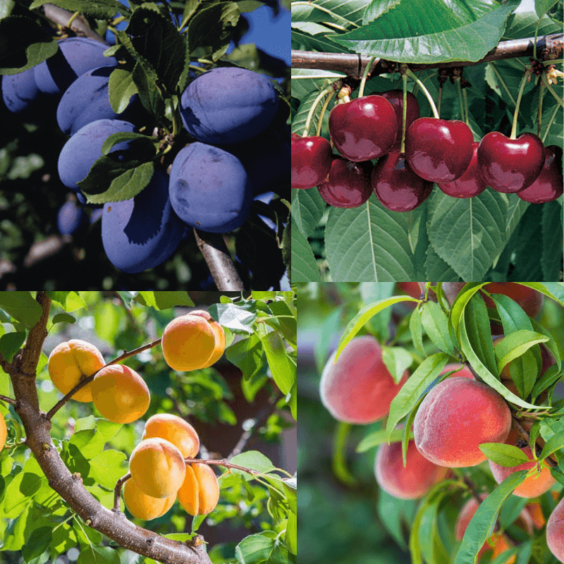 4 Way Fruit Cocktail Surprise Combination Tree Pretty Edible Plants