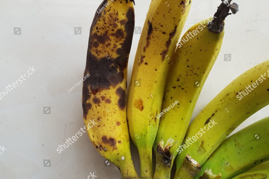 44 Anthracnose Banana Royalty Free Images Stock Photos U0026 Pictures Shutterstock