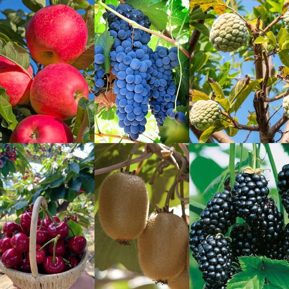 6 Types Mix Fruit Seeds For Planting Outdoor 100 Martinique Ubuy