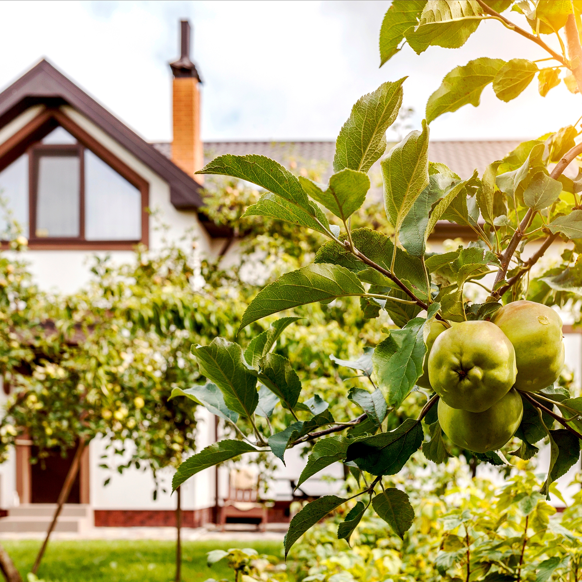 7 Best Fruit Trees For Front Yards Gardening Know How