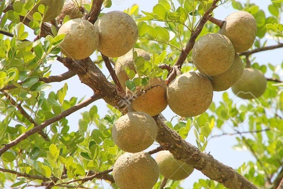 8 Seeds Of Aegle Wood Apple Bael Fruit Tree