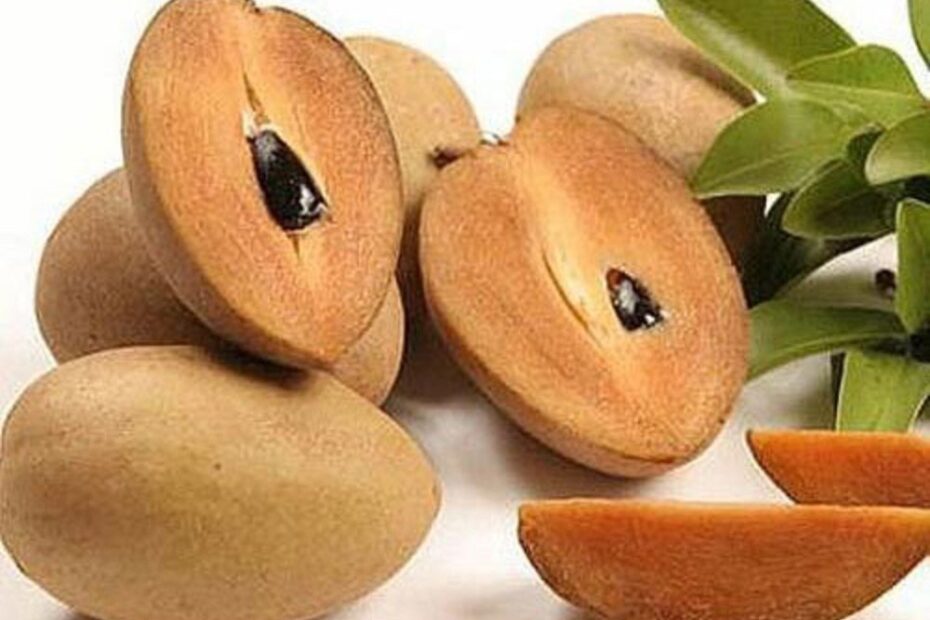 A Grade Fresh Chiku Fruit Packaging Size 1 Kg At 90 kg In Palitana ID 25865492148