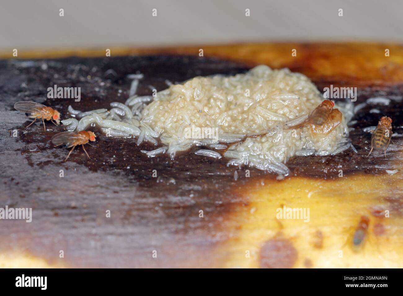 A Lot Of Larvae Maggots And Dead Adult Of Common Fruit Fly Or 