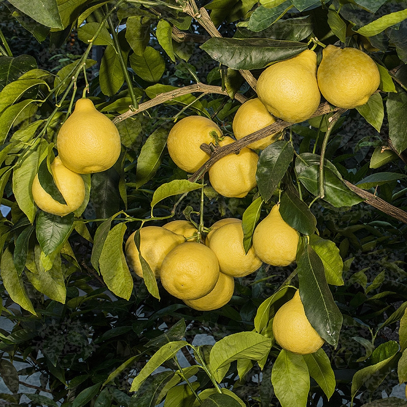 Adam s Apple Oscar Tintori Nurseries Worldwide Citrus Plants