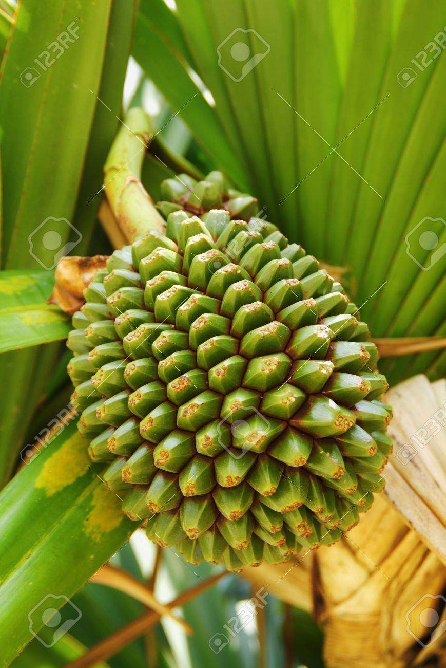 Adam s Fruit Stock Photo Picture And Royalty Free Image Image 39748118 