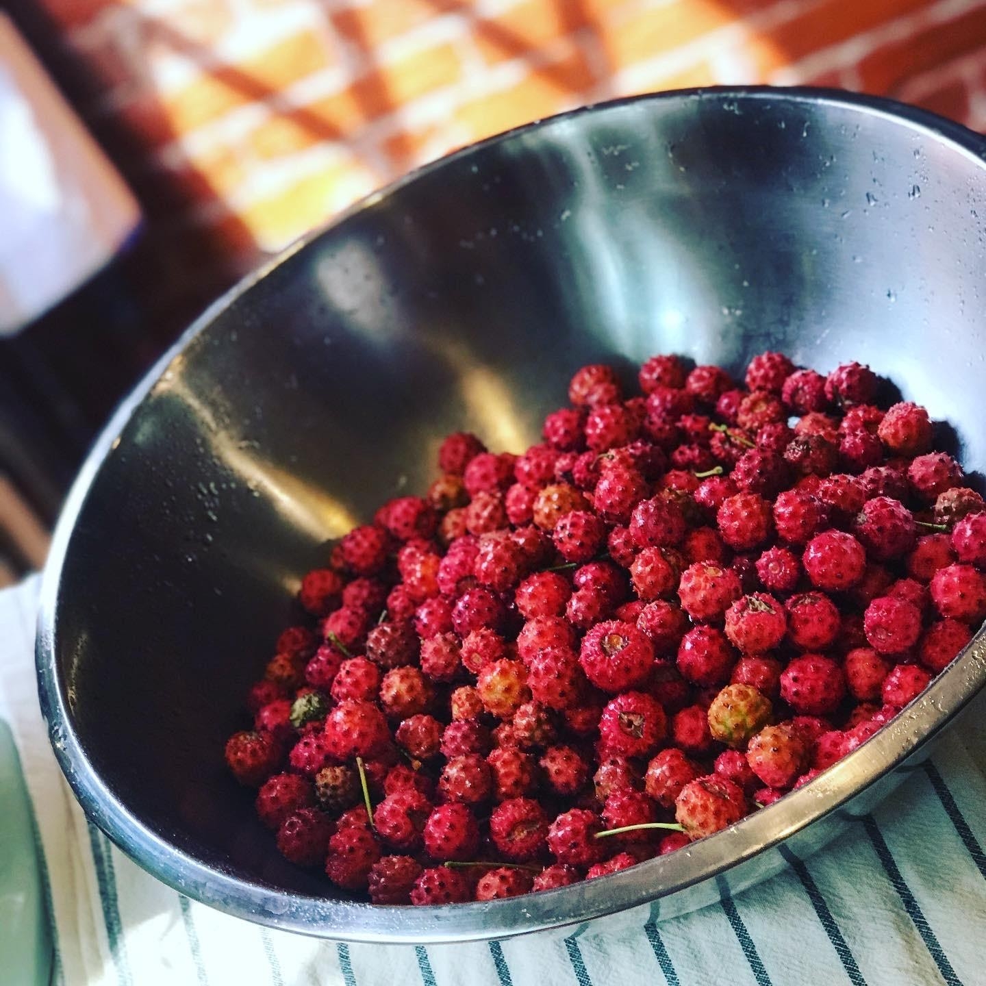 Add Dogwood Fruit To Your Forage List This Year Philadelphia Orchard Project