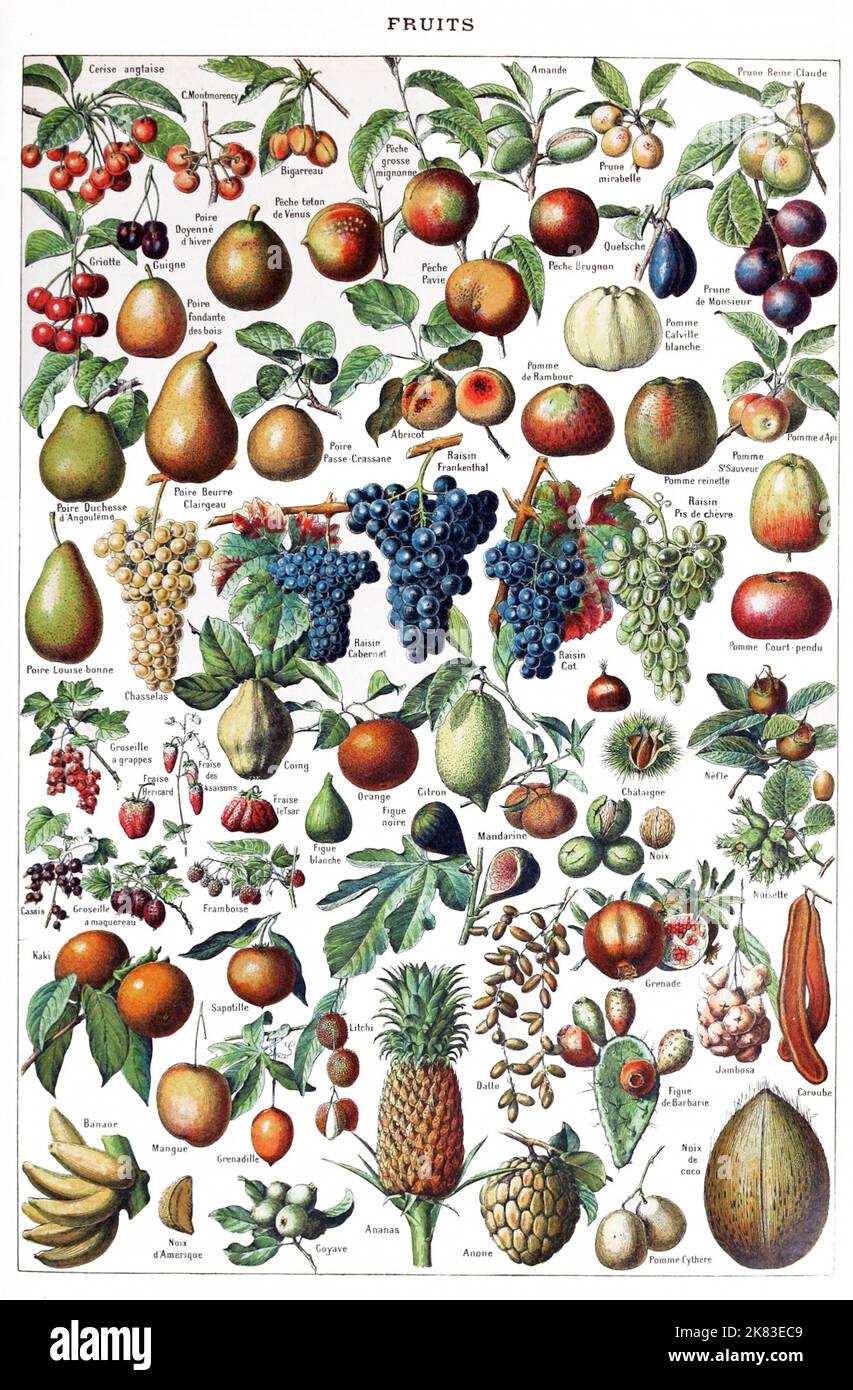 Adolphe Philippe Millot Fruit Identification Chart Stock Photo 