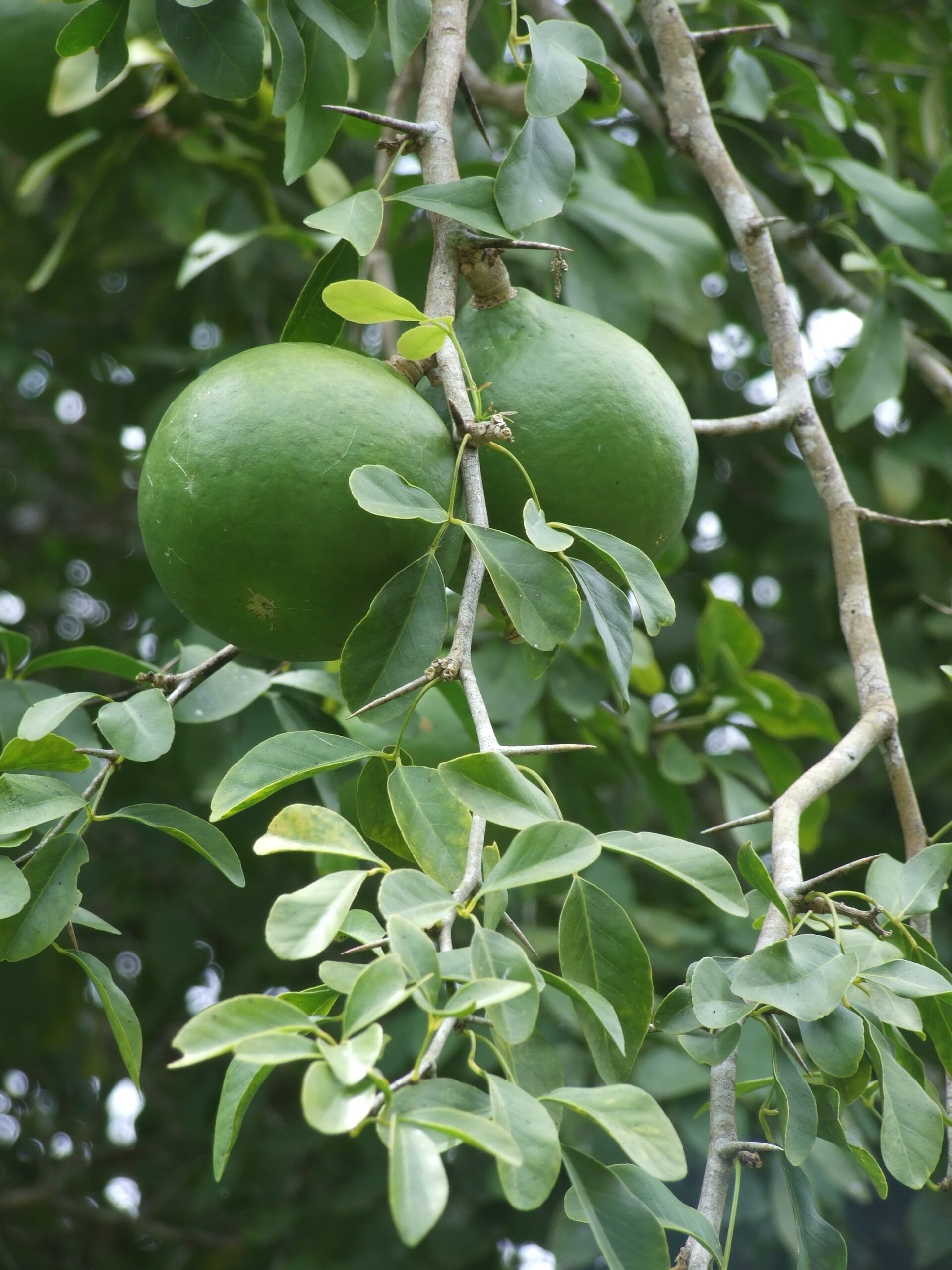 bael fruit picture