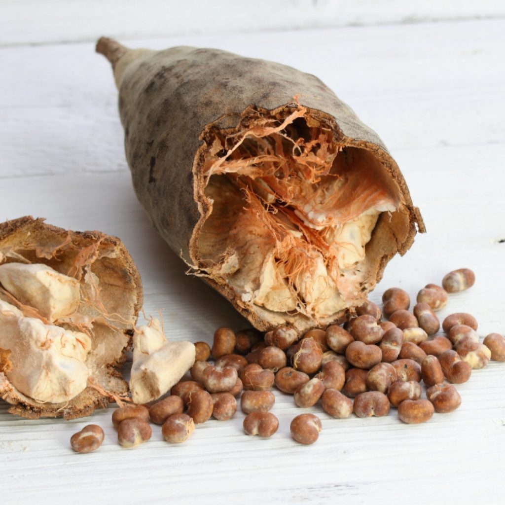 African Baobab Tree BAO MED