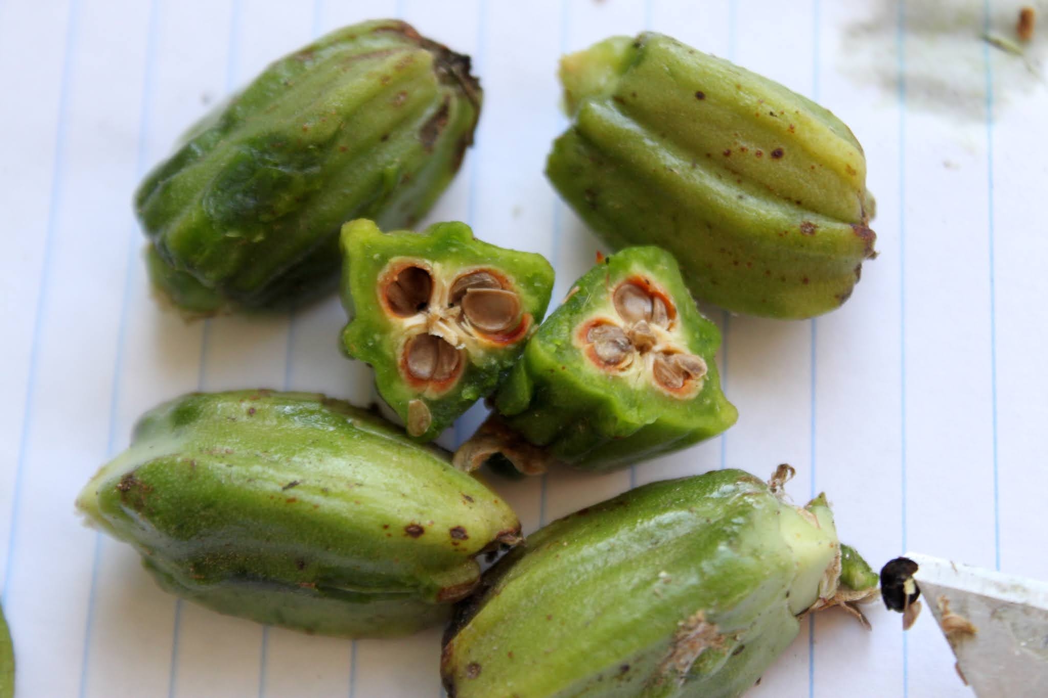 Agave Chiapensis Fruit And Seeds