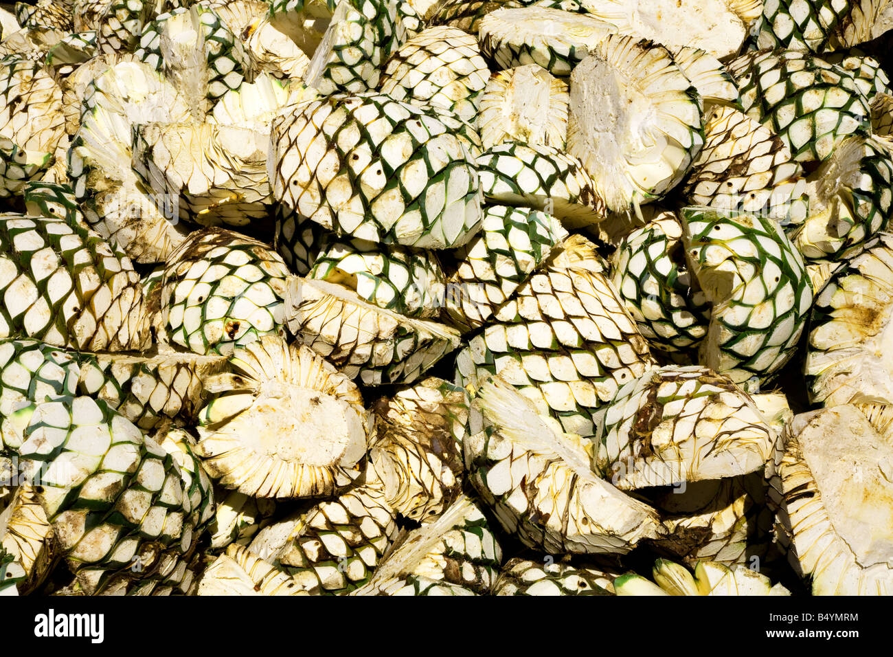 Agave Fruit Hi res Stock Photography And Images Alamy