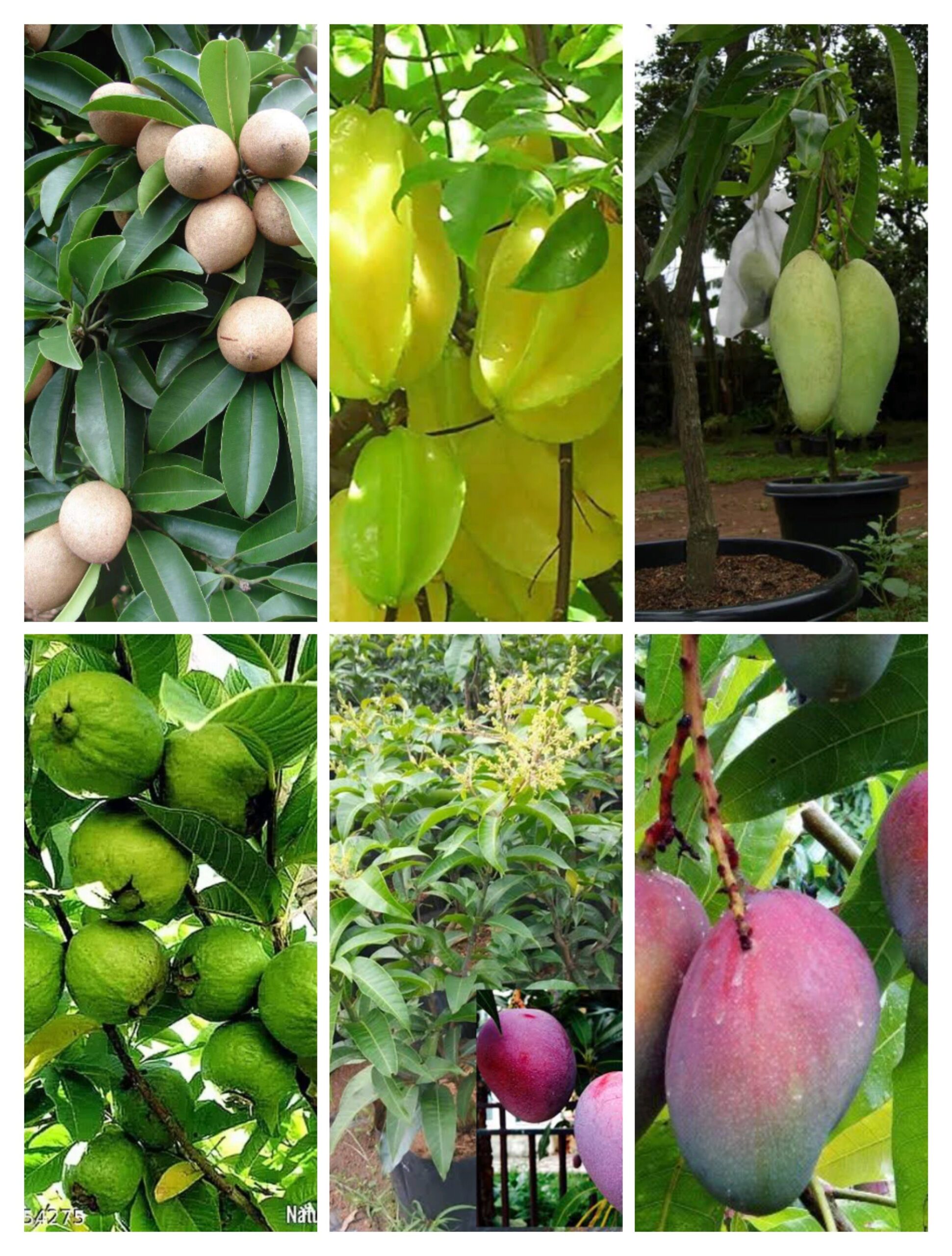 All Fruit Tree For Fruits At 180 piece In Rajarhat Gopalpur ID 26268815388