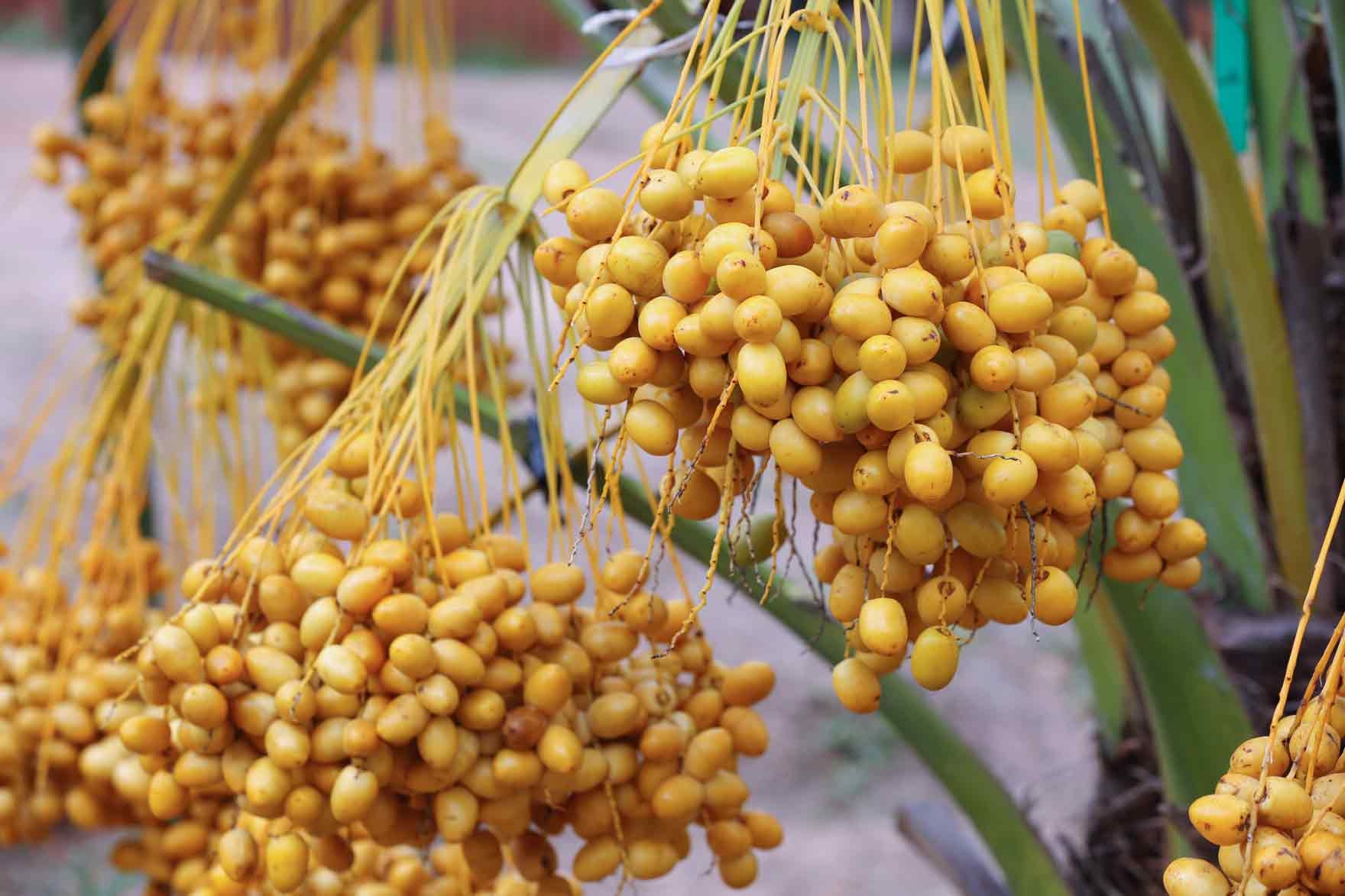 date palm fruit pictures