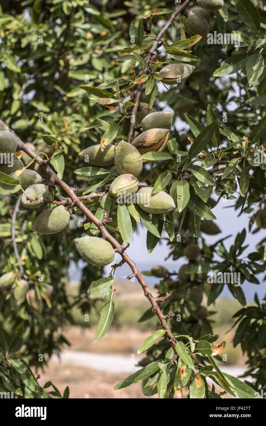 almond tree fruit pictures